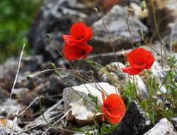 Wildflower Pippy Red