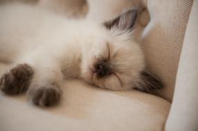 White cat is sleeping