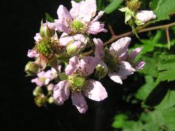 Pink Blackberry Flower