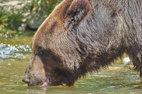 Bear Drink River