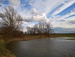 Early Spring Tree Landscape