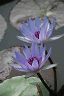 Water Lily Aquatic Plant Pond