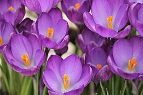 Crocus Flowers Spring