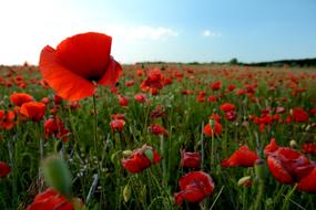 poppy field with plants
