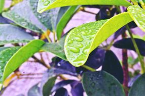 Garden Plant