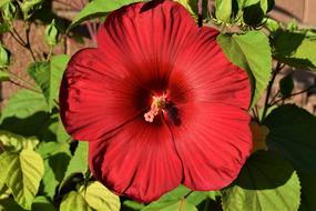 Hibiscus Red Flower