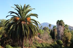 San Miguel Diego Mountain