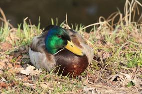 Drake Nature Animal World