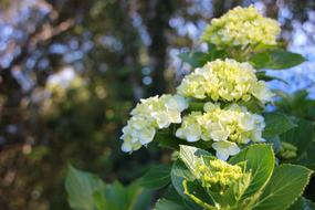 Flower Flowers Nature White