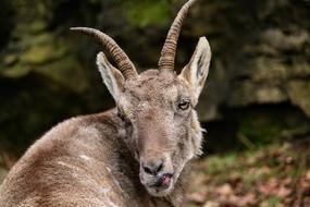 Nature Mammal Animal World