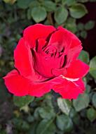 Flower Rose Floribunda