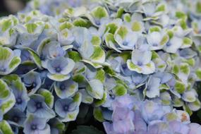 homemade different flowers