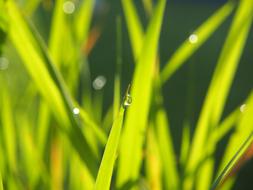 Grass Green Dewdrop