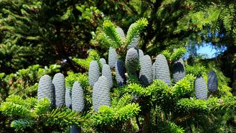 Tree Nature Pine Fir