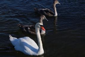 Animal World Swan Young Swans
