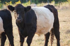 Beltie Cow Beef
