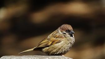 the sparrow is fluffy and beautiful