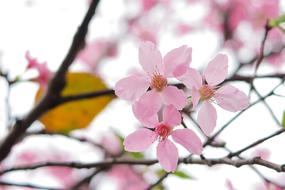 Sakura beautiful tree branches