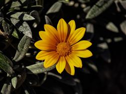 Gazania Nature Flora