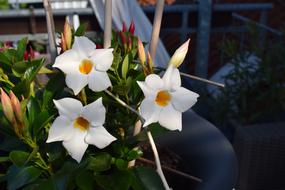 Flower Garden Plant
