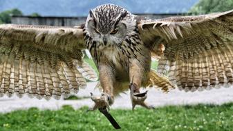 Nature Eagle Owl Raptor