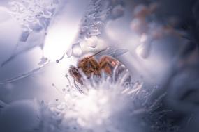 Nature Bee Insect Honey