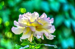 Rose Blossom Bloom