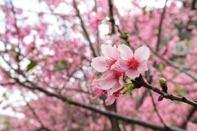 Flower Cherry Wood Branch
