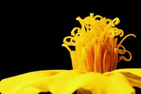Marigold Flower Yellow Close
