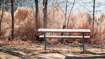 Nature Tree At The Court Of