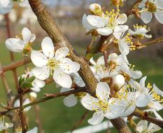 Tree Cherry Wood Blossoms
