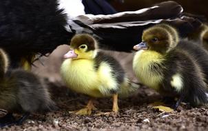 little ducks are yellow