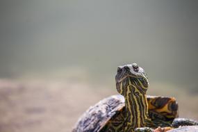 the turtle is cute and beautiful