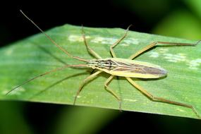 Stenodems on a green leaf