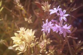 Flowers Nature Spring