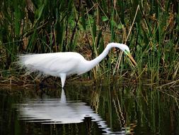 Nature Bird Wildlife