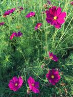 Flower Nature Plant