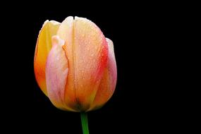 Flower Nature Tulip