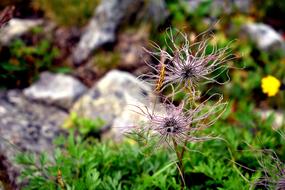Flower Mountain Nature The
