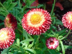 Spring Floral Flower