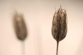 dry plants are beautiful