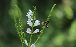 Nature Leaf Outdoors