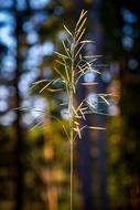 Grass Ear Plant