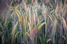 straw plants in the field