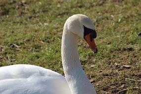 Nature Bird Animal World