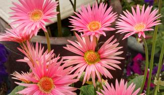 Pink Daisy Flora