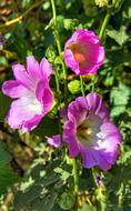 Hollyhocks Pink White