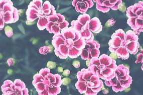 Pink Flowers Garden Nature