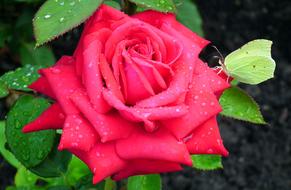 Flower Rose Red