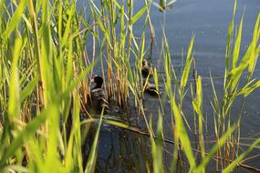 plants with ducks in the lake